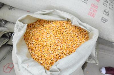 玉米喂料